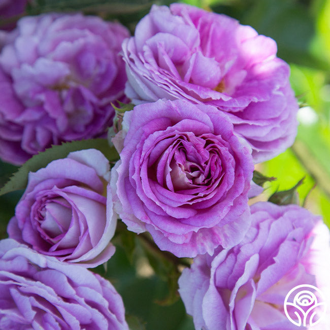 Arctic Blue™ | Purple Floribunda Rose Bush – Heirloom Roses