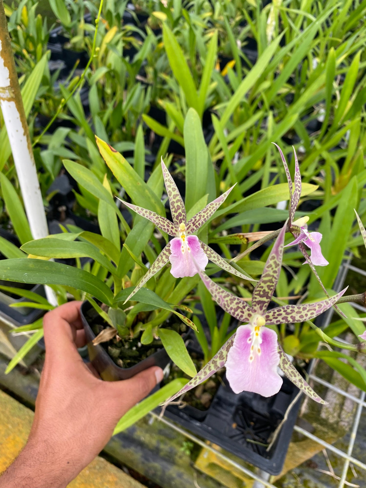 Miltassia C.M. Fitch 'Izumi' – Exotic Spider Orchid – Aloha Hawaii