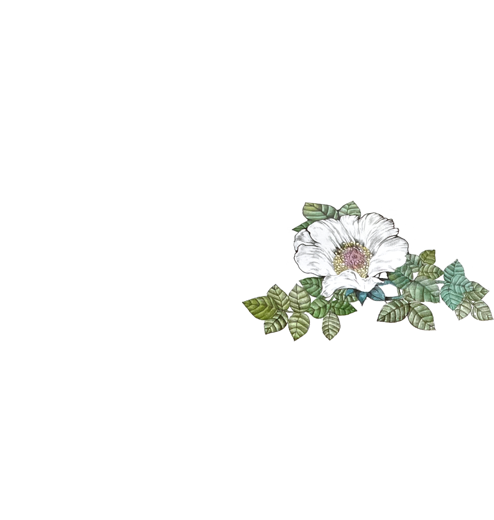 書籍『ボリス絵日記』｜ヒグチユウコ Higuchi Yuko Official Website