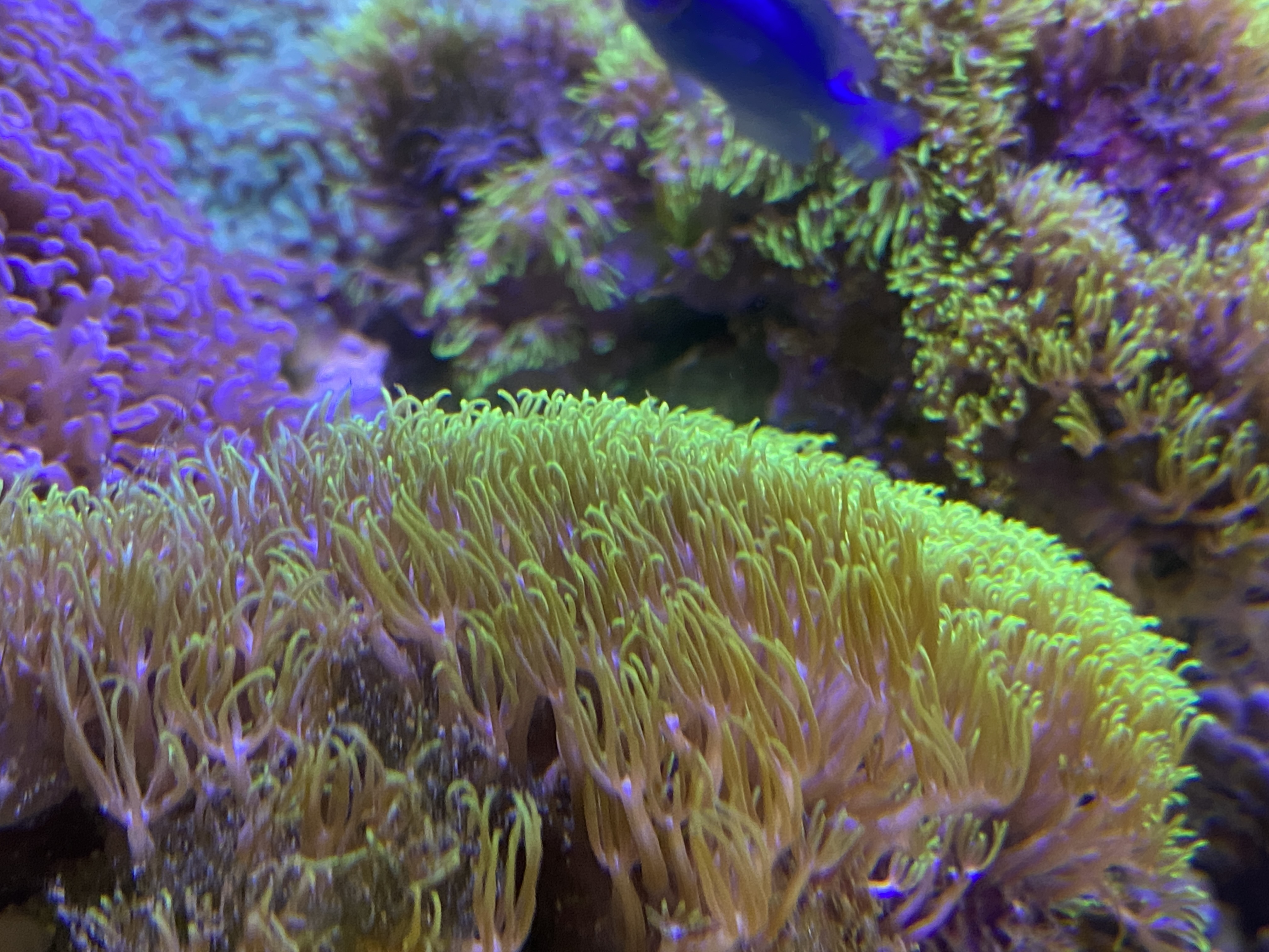 熱帯魚専門店HIGHTIDE / スターポリプ