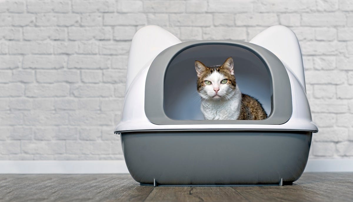 2025年最新】「全自動猫トイレ」は使える？ 愛猫家の口コミによる