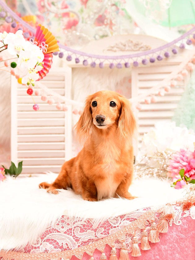 vintage dog ❀ クルクル巻き毛がキュートな ワンちゃん vintage dog