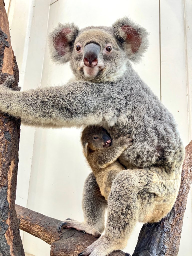 コアラの赤ちゃんがお母さんの袋から出てきました - 平川動物公園公式