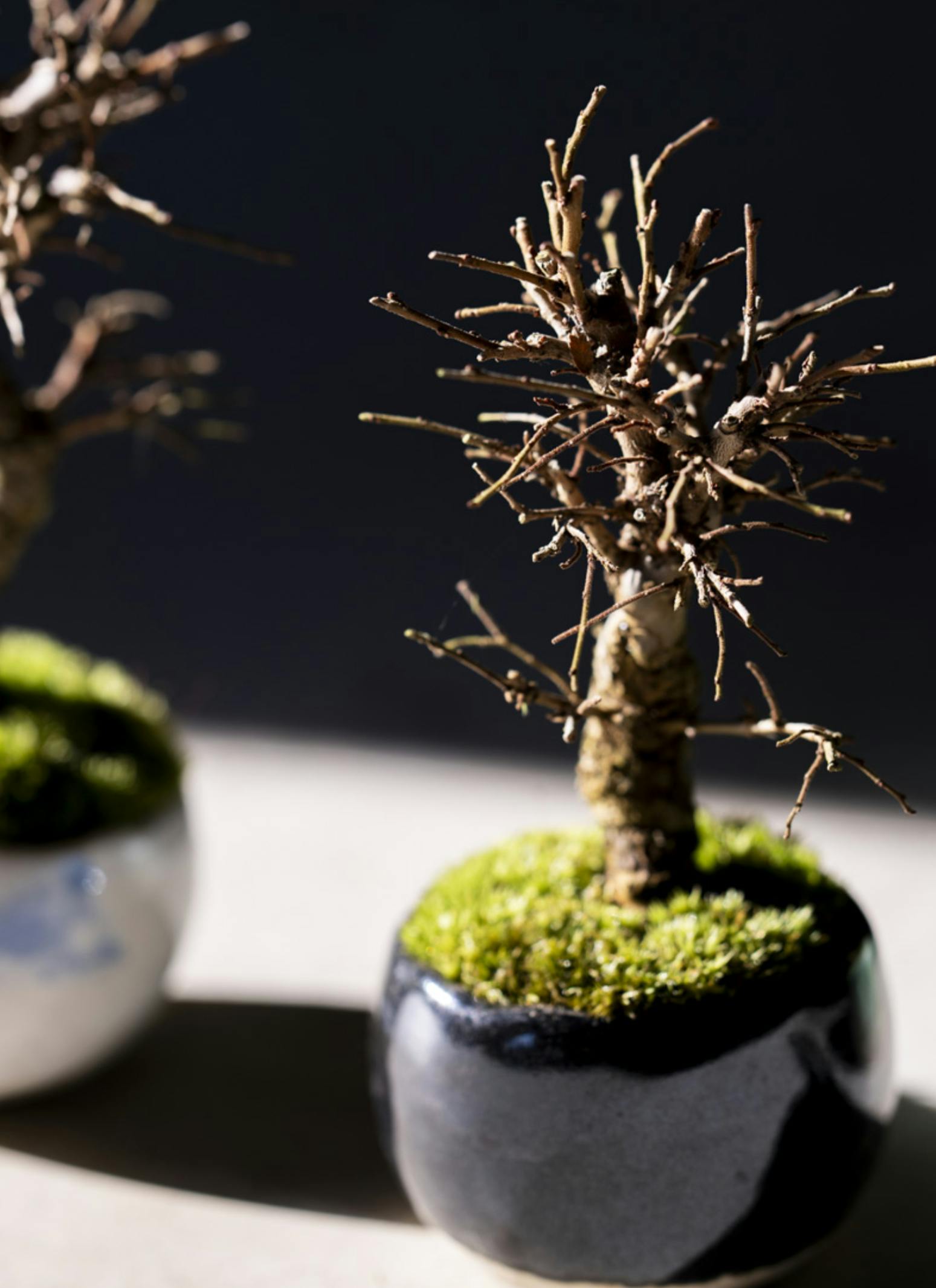 紫砂鉢 雲足大飄口四方鉢 弾子鉢 盆栽鉢 植木鉢 小品