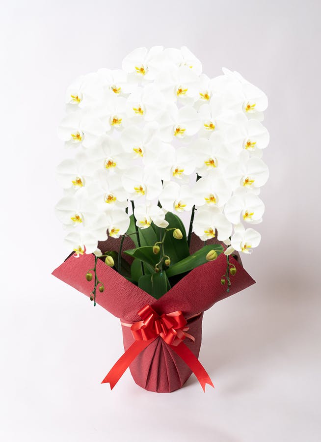 明治〜大正期 千段巻 輪花 金赤べり 氷コップ 明治〜大正期 千段巻 輪