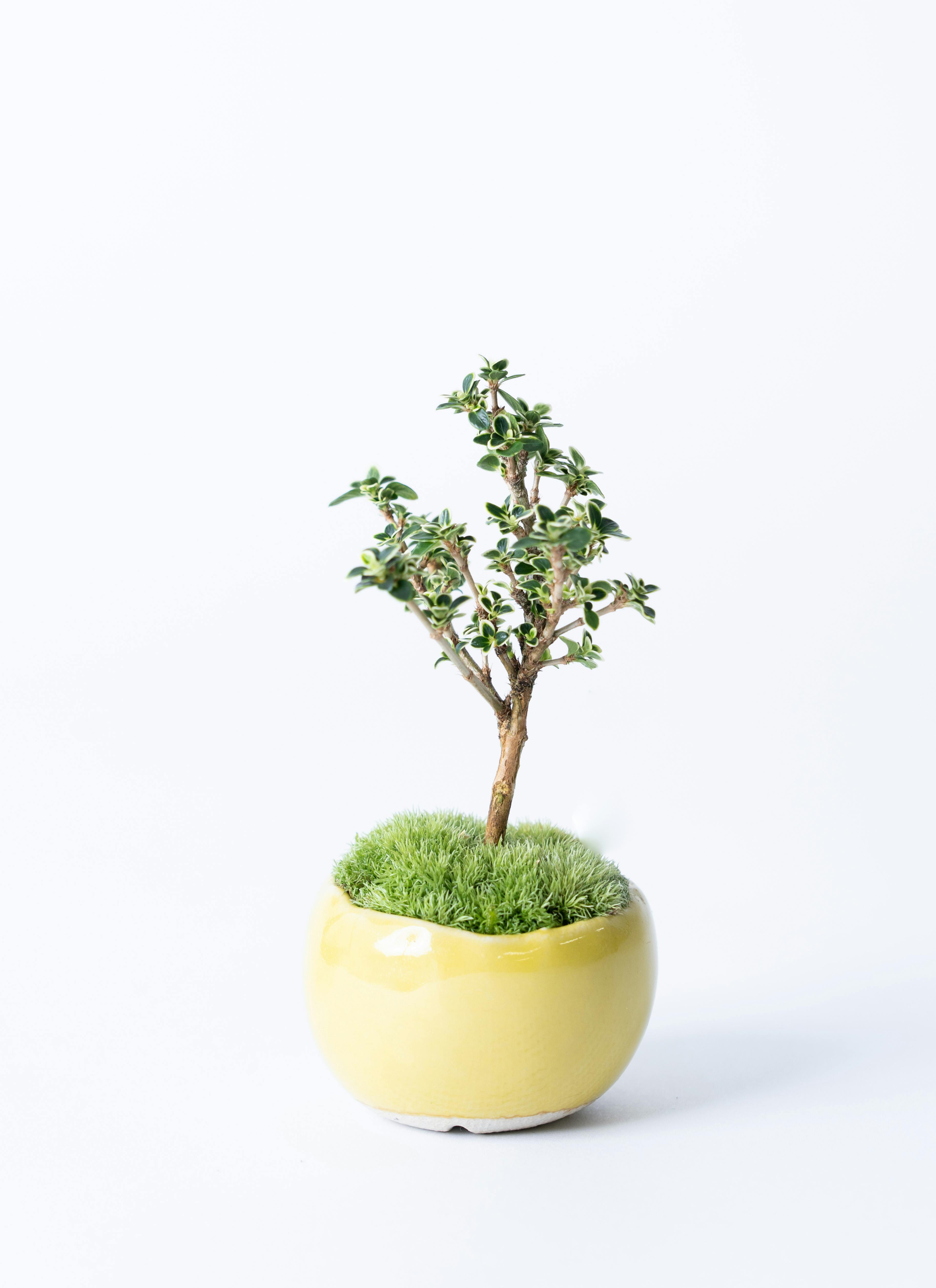 藍釉開片八方鉢 盆栽 多肉菖蒲盆栽 植木鉢 景德镇 装饰品 工艺品 置物