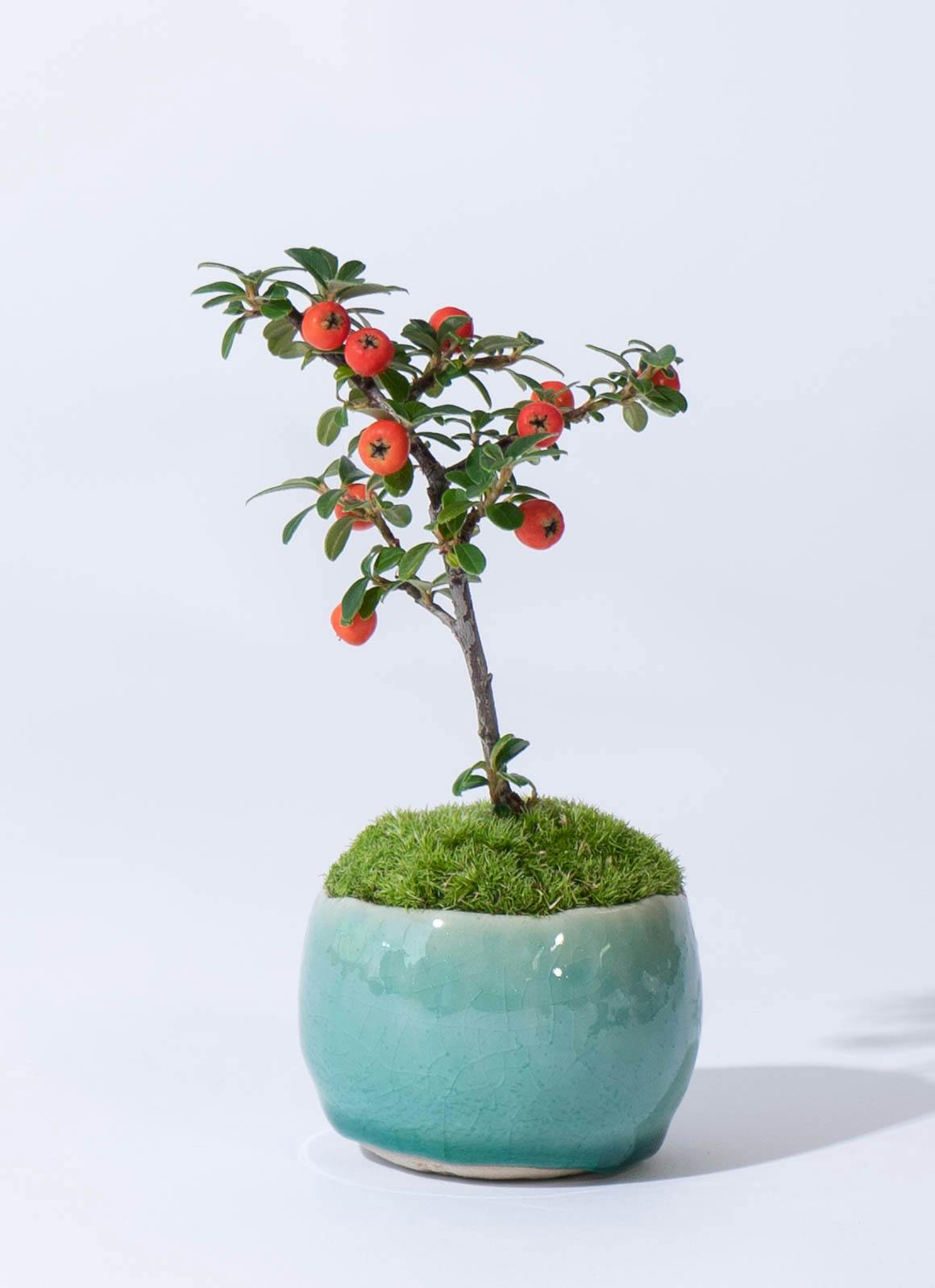 紫砂鉢 正四方高筒 盆栽鉢 植木鉢 小品盆栽鉢 大品盆栽鉢 長い楕円鉢