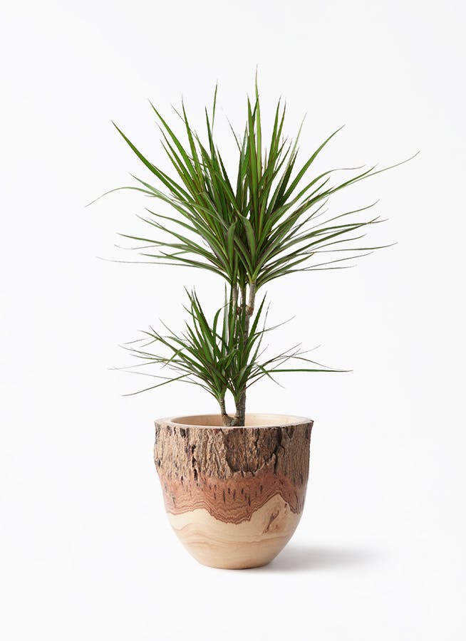 観葉植物 ドラセナ コンシンネ 6号 Mango Wood(マンゴーウッド