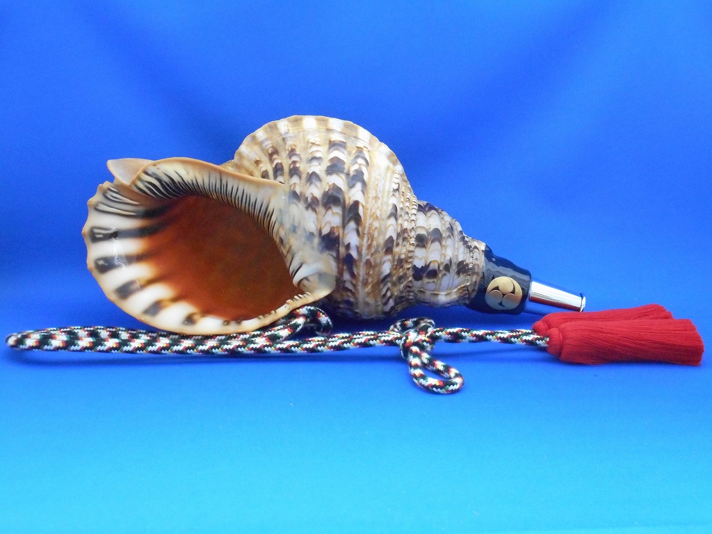 ホラ貝 約40cm 中古品 法螺貝・約40cm／ホラ貝・ほら貝・ホラガイ・標本