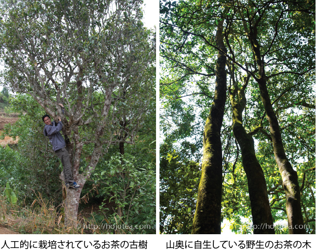 野生紅 紅茶 : お茶の専門店HOJO