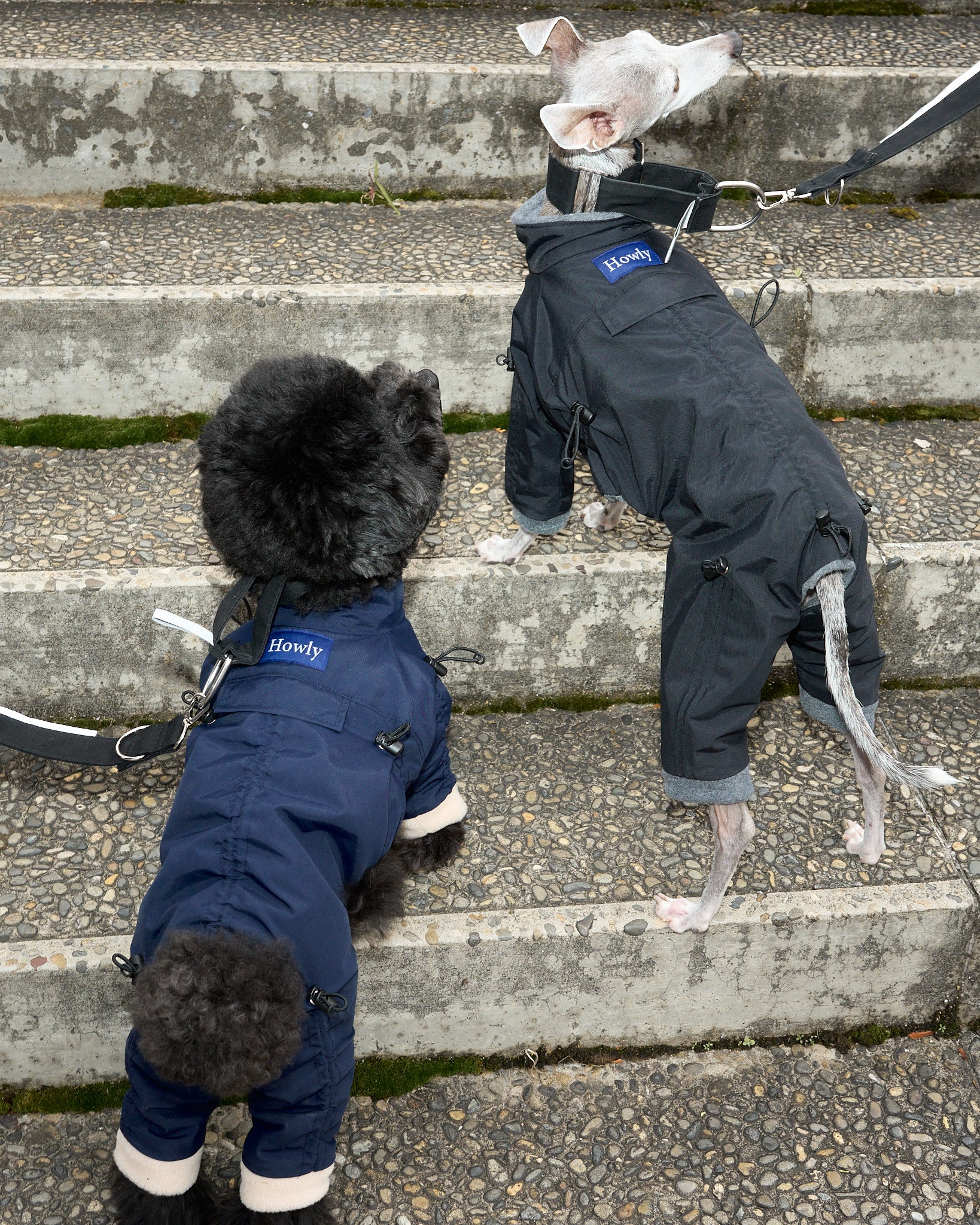 Howly Official Online Shop | New Standard for Dogs | MADE IN JAPAN