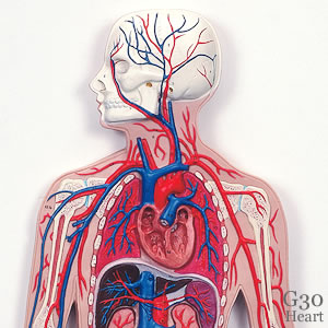 人体模型 循環系血管モデル 1/2サイズ 2パーツ 人体模型 循環系血管