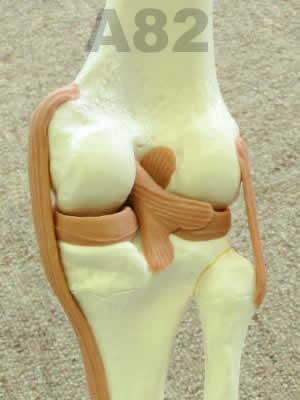 A82 膝関節機能模型
