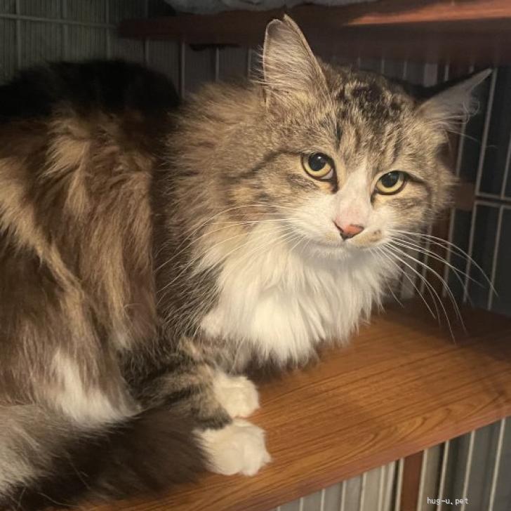 猫の里親募集】東京都・雑種・見た目はワイルド！中身は甘えん坊の