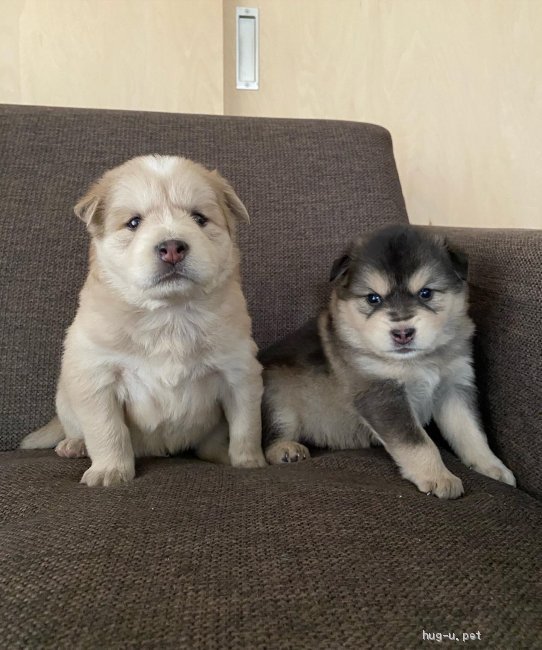 犬の里親募集】広島県・雑種・ふわふわ可愛い1ヶ月の子犬♂（ID:2111