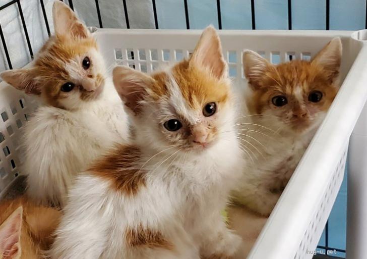 J514＃春之小熊(PET)能猫日记切り売り海外人物マステ女の子