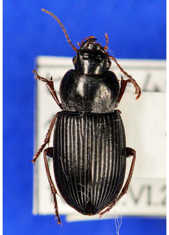 ヒメゴミムシ | 関東を中心とした地表徘徊性甲虫