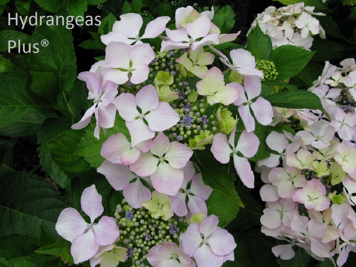 Hydrangea Macrophylla Beaute Vendomeise – Hydrangeas Plus