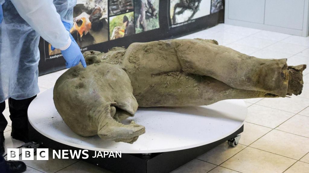 5万年前のマンモスの赤ちゃん、とけた永久凍土から発見 ロシア・サハ