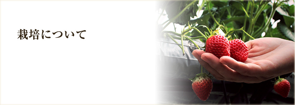 栽培について - 香川県三木町の女峰いちご 苺ファーム森本