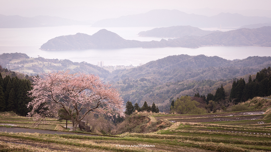 京都府の絶景】松尾の一本桜撮影記－桜と棚田と宮津湾 | 一眼絶景