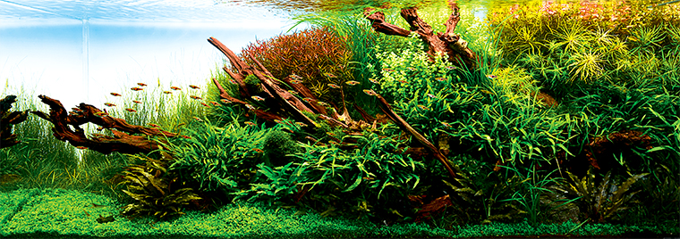 歴代受賞作品 | IAPLC 2025