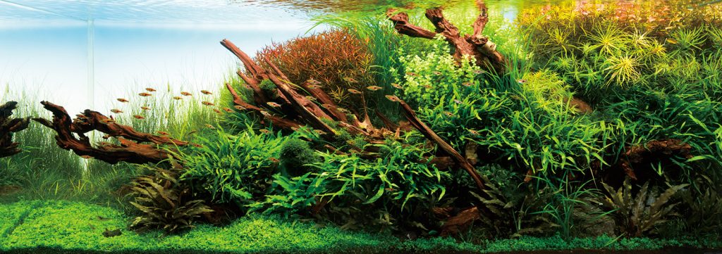 IAPLC 2025 | 世界最大の水草レイアウトのコンテスト