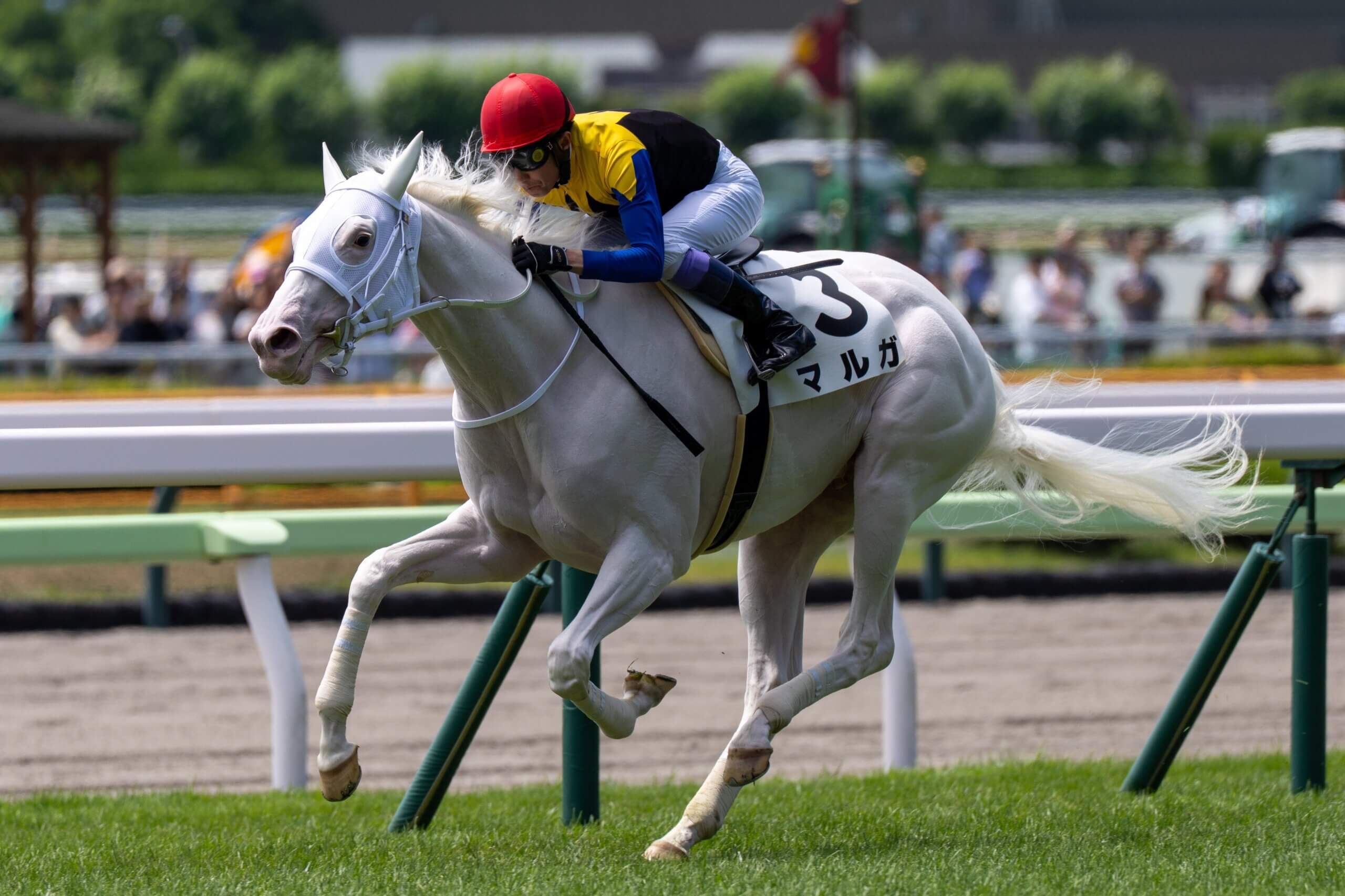 ⭐︎幻のWHITE HORSE⭐︎ White Horse By Joris Hoefnagel 1560-99