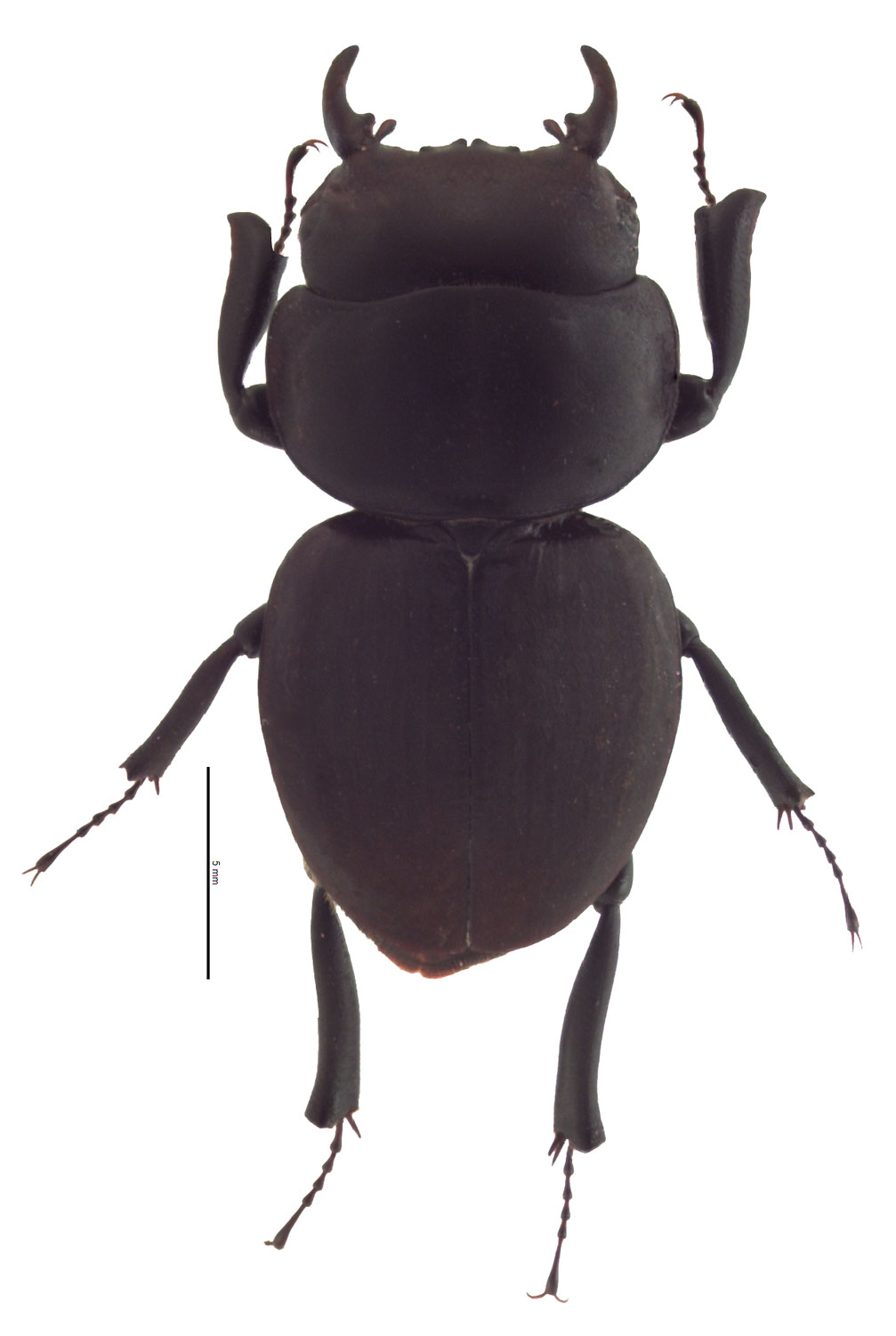 Aptrocyclus honoluluensis 標本 ハワイハネナシクワガタ ハワイハネ