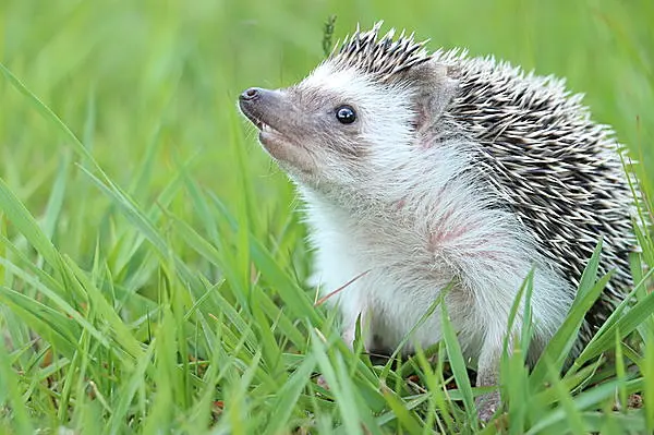 ハリネズミやモモンガ、フクロウにカワウソ！キュートでディープな