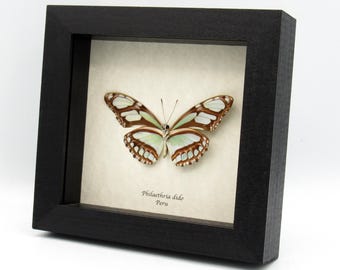 珍しい不確かなフクロウ蝶の額入り剥製 - Bia actorion - Etsy 日本