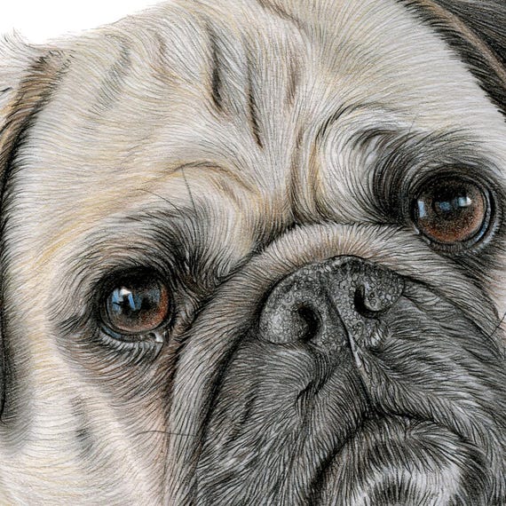 パグ - 色鉛筆画プリント - 犬のイラスト - アーティスト Gary Tymon