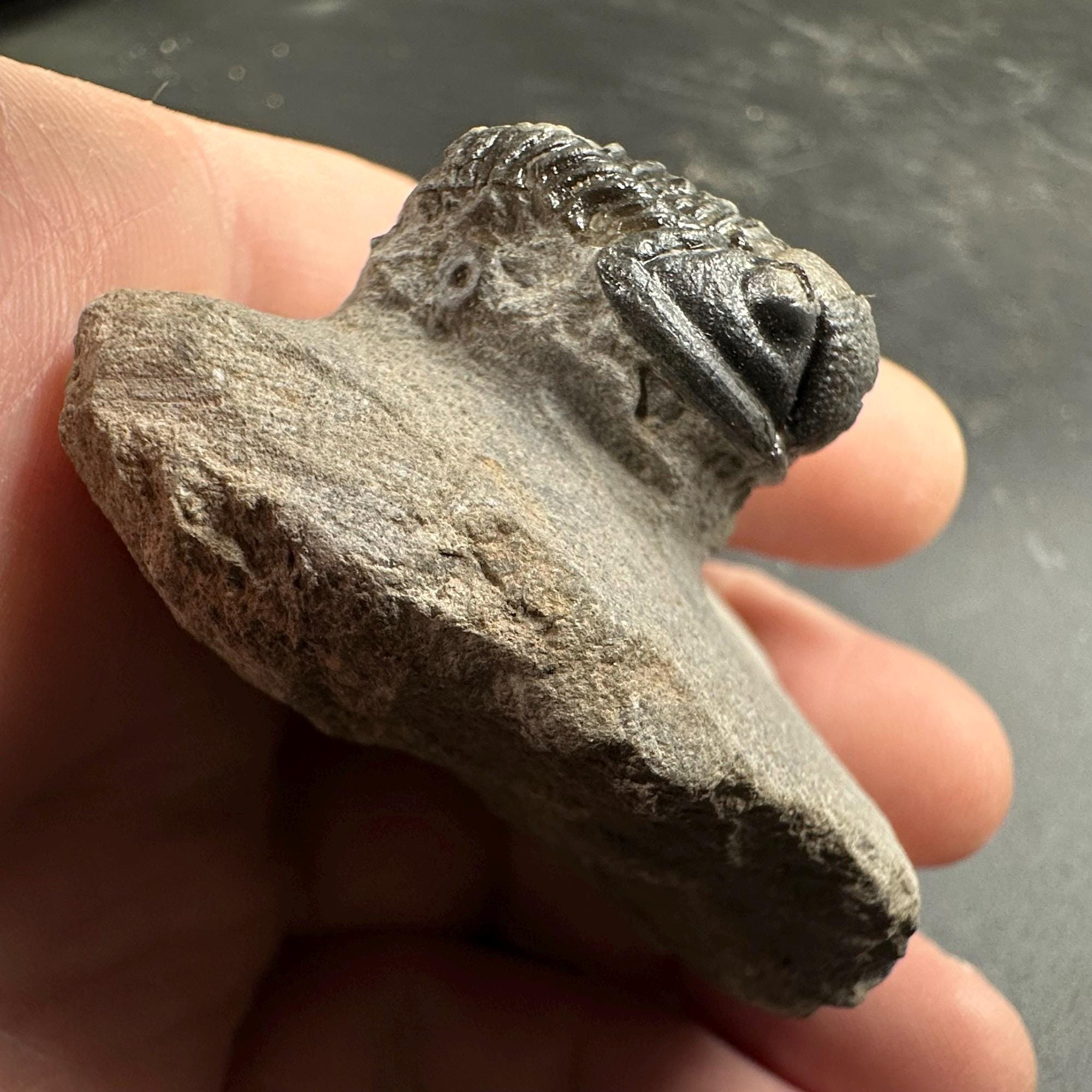 三葉虫モロッコ産⑦ゲラストスGerastos？化石デボン紀 モロッコ