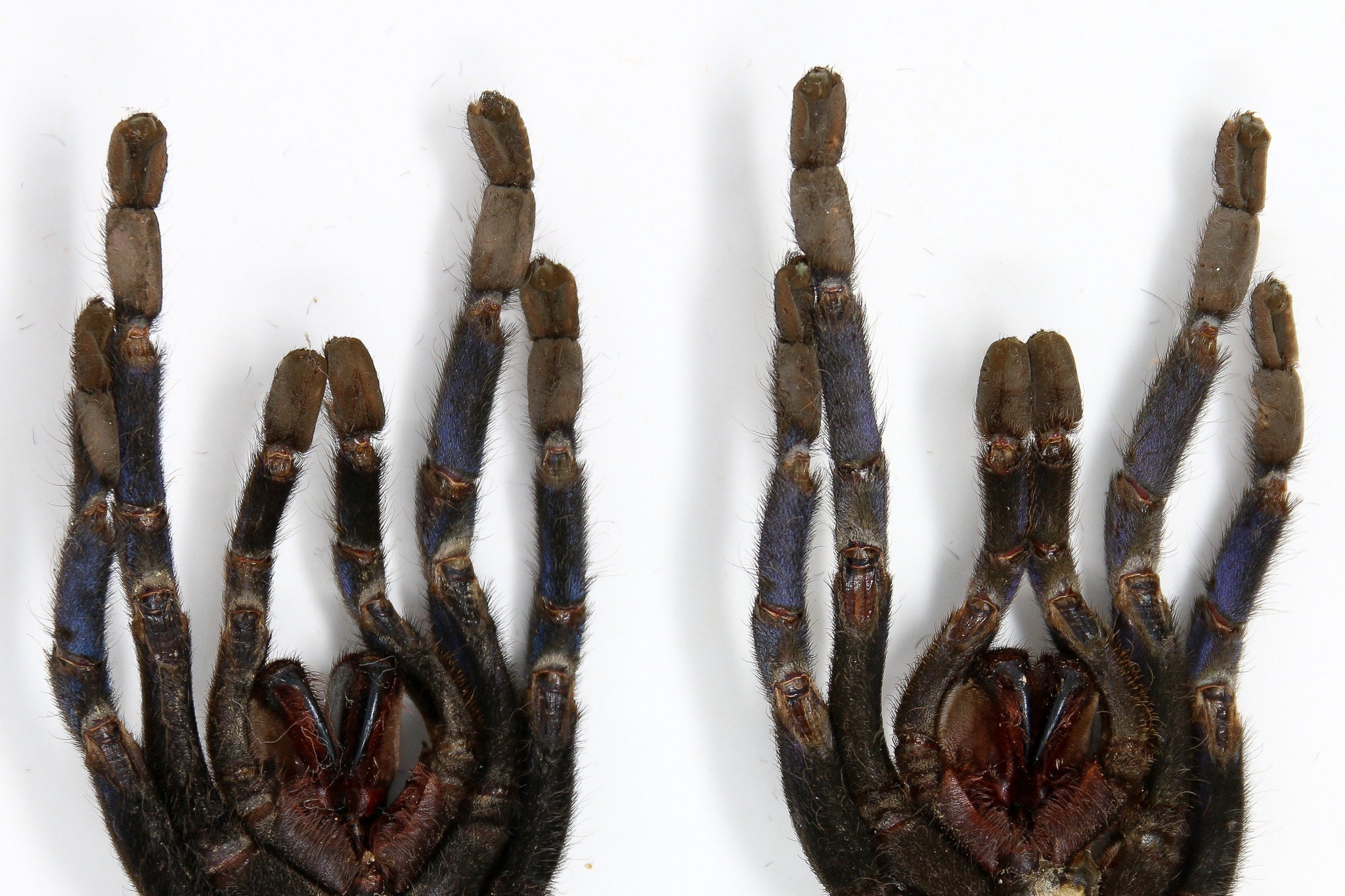 コバルトブルータランチュラ（Cyriopagopus lividus）2匹、140 mm、A1