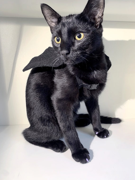 Cat Bat Wing Costume - Cat Apparel / Clothing - Pet - Etsy