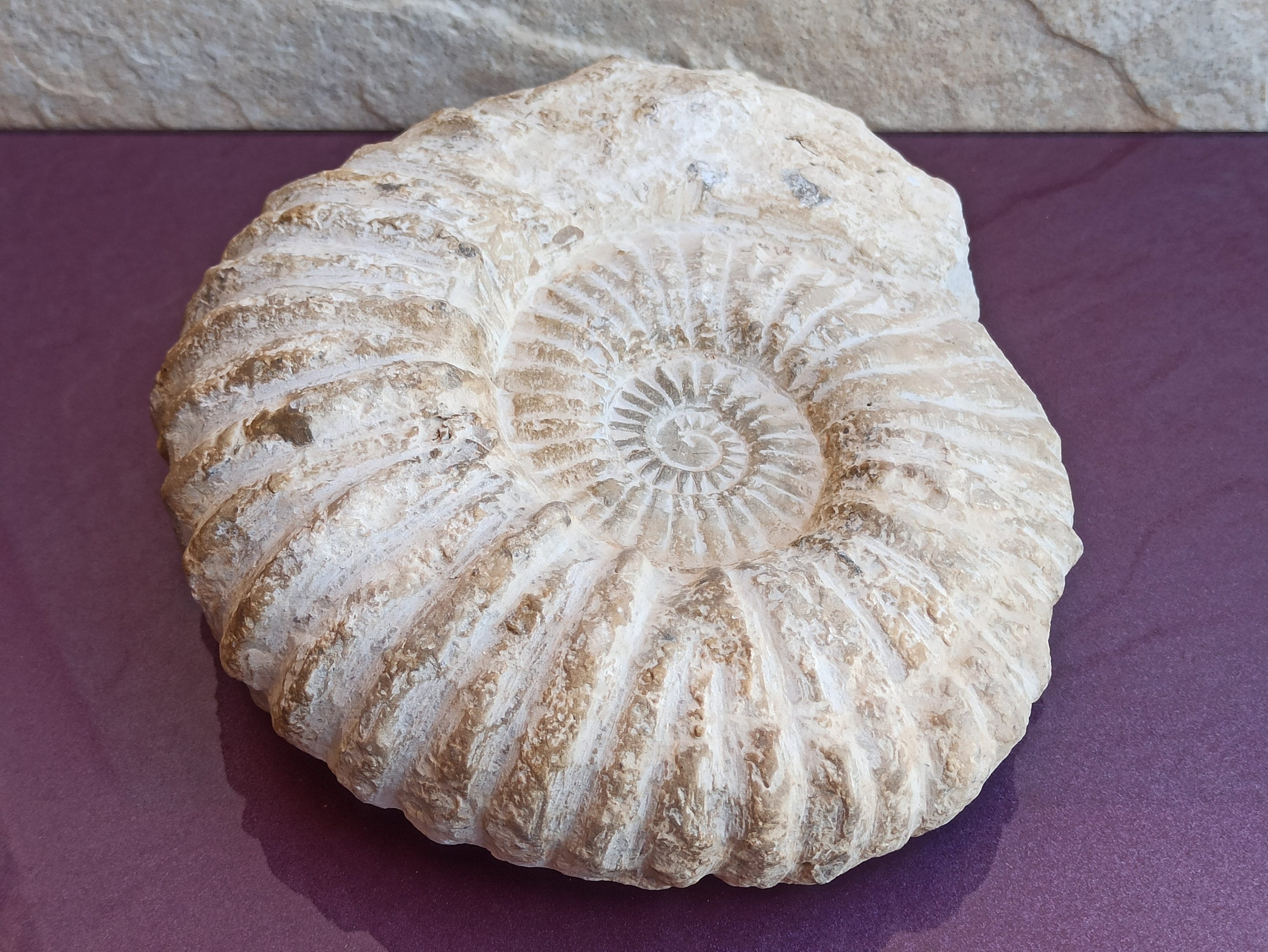 アンモナイト3個セット002｜恐竜・化石グッズの専門店 ふぉっしる [N2