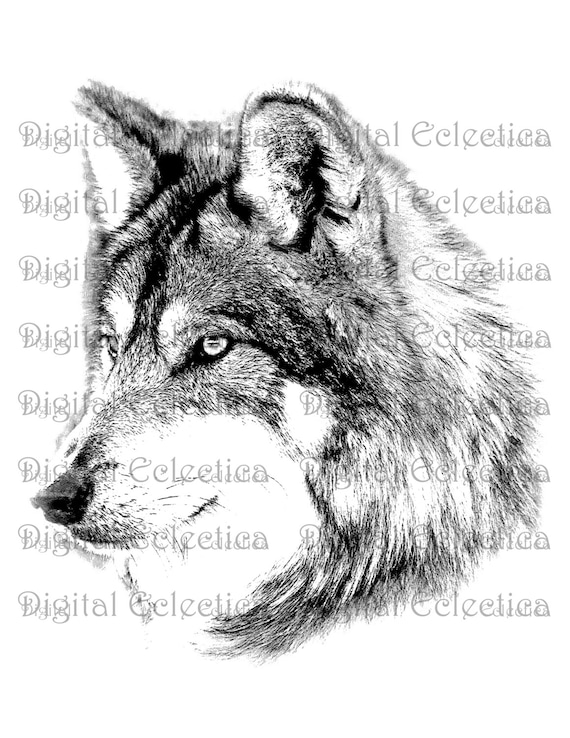 ジム・ブランデンバーグ 直筆サイン入り プリント 写真アート現状品 狼