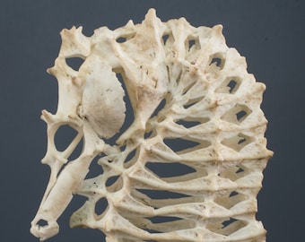 アリゲーターガーの頭蓋骨レプリカ（博物館品質） - Etsy 日本