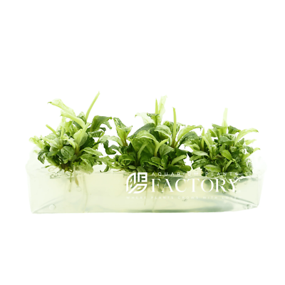 Bucephalandra White Marble Tissue Culture | Aquarium Plants