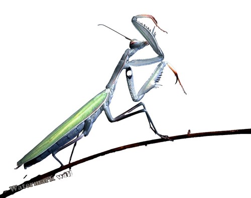 Insect - PRIONINAE Gnathonyx piceipennis - W.Papua - Male 62~63mm