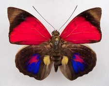 Agrias claudina croesus - AgriasButterflies.com