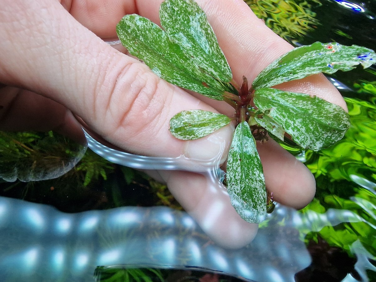 Bucephalandra sp. Variegata Hn:福袋CAKUMI Bucephalandra sp