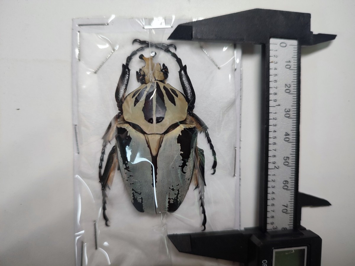 Ivorycost Goliathus regius 89mm Goliathus cacicus (Olivier, 1789