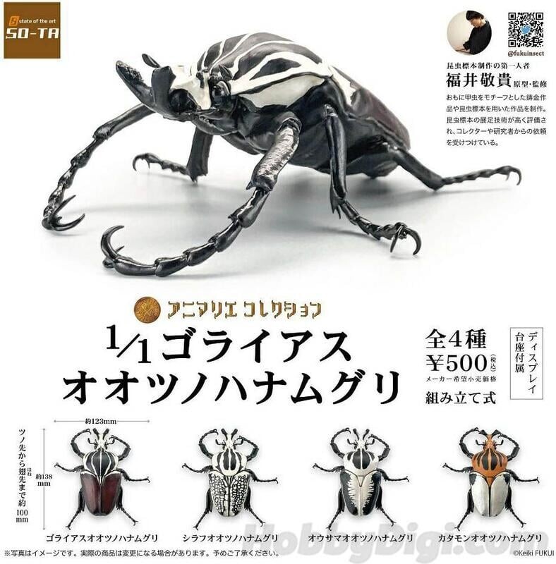 大型シラフオオツノハナムグリ(ゴライアス・オリエンタリス)ペア標本