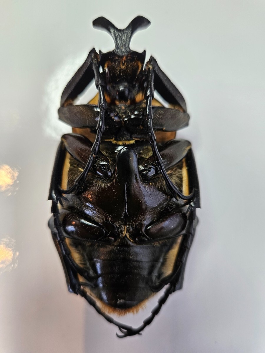 Goliathus Cacicus | eBay