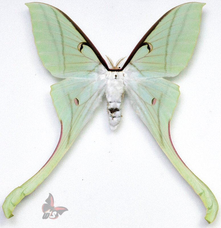 Actias rhodopneuma-Female, MOUNTED, ACTUAL SPECIMEN | eBay