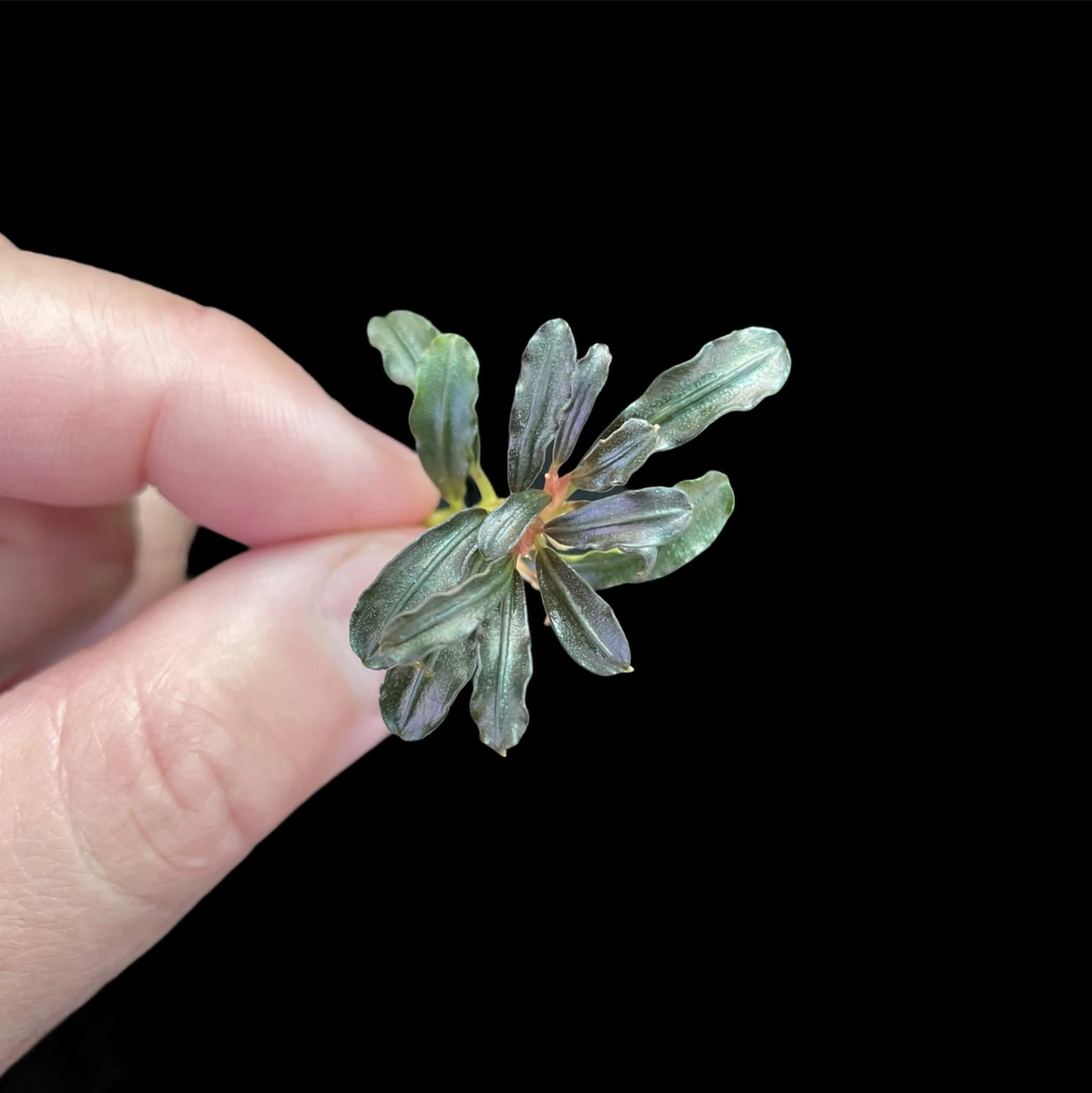 Bucephalandra Phantom Mini | Buce Aquarium Plants Factory® | eBay