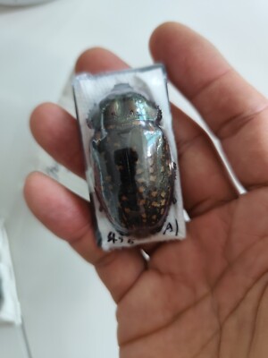 標本 Cheirotonus formosanus pair 46-55mm 標本 Cheirotonus