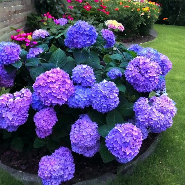 Hydrangea4937 0502 指定07 Amazon.com : 35pcs Blue Pink Purple