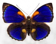 Agrias phalcidon fournierae - AgriasButterflies.com